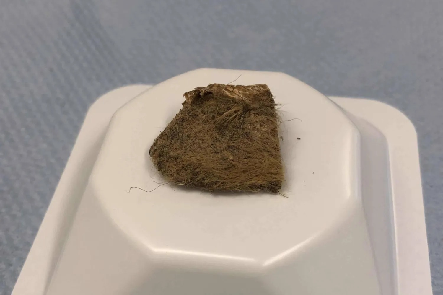 Kurtun midesinde bulunan yünlü gergedan dokusundan, hayvanın tüm genomu çıkarıldı (Love Dalén)