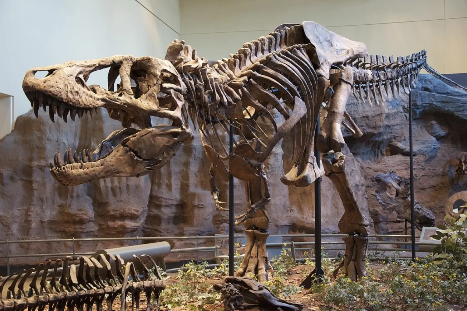 Yetişkin T-rex'lerin kilosu 8 tona varıyordu (Wikimedia Commons)