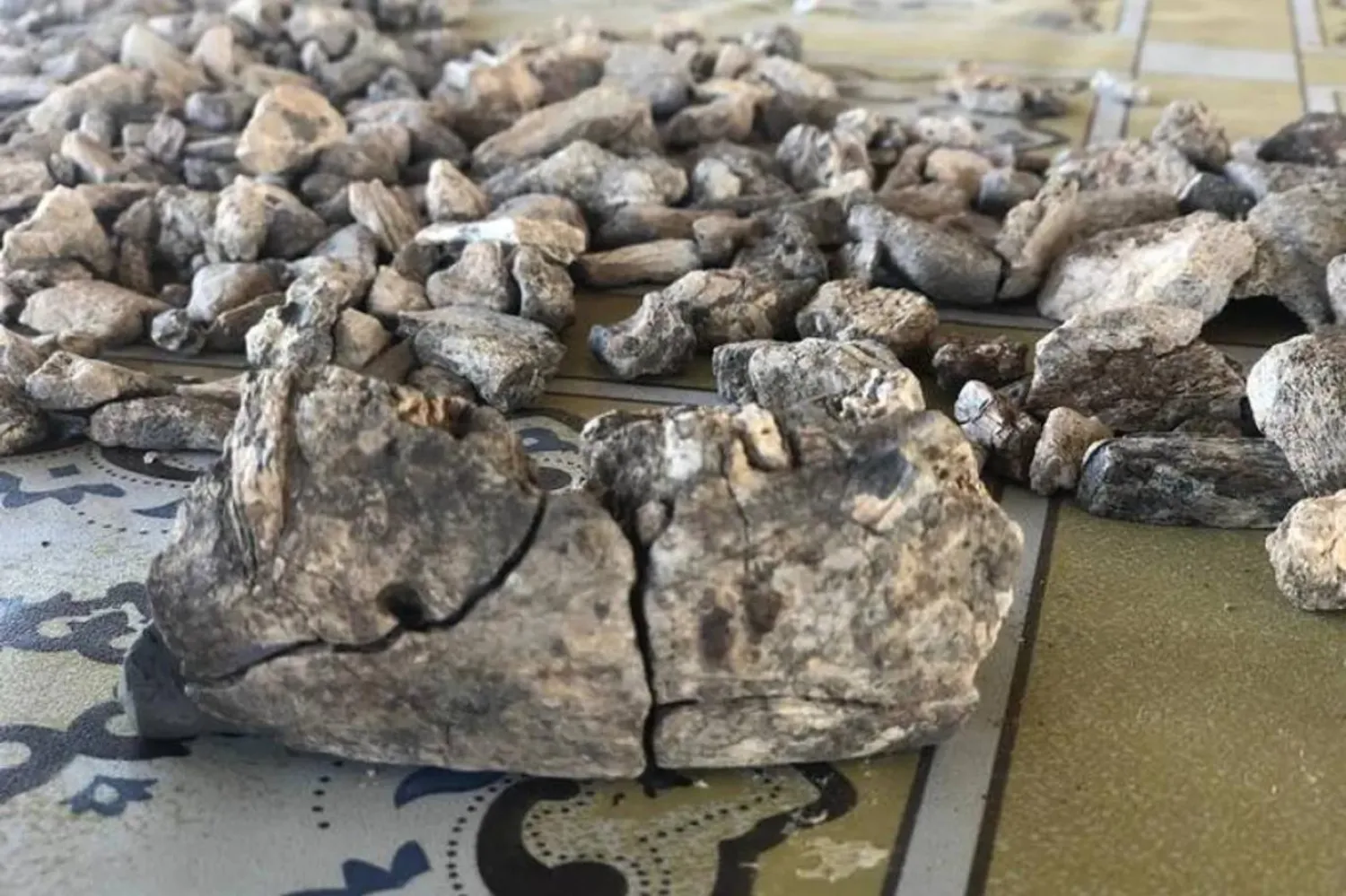 Paranthropus'a ait alt çene kemiğinin Afar'da bulunması, grubun farklı çevresel koşullara uyum sağlayabildiğine işaret ediyor (Chicago Üniversitesi)