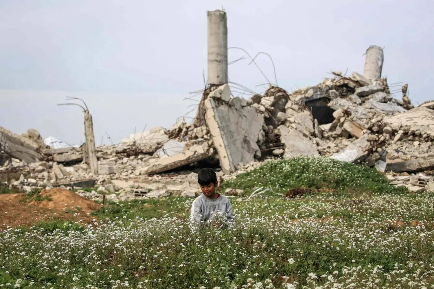 A Palestinian child picks flowers on Thursday from a field near destroyed buildings in the Nuseirat refugee camp, north of Deir al-Balah in central Gaza (AFP)