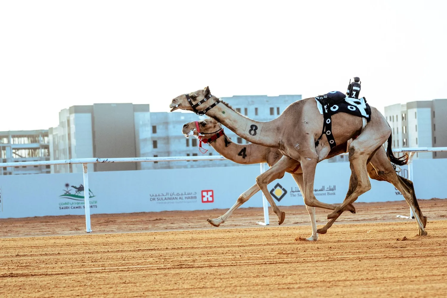مشاركة دولية واسعة في مهرجان خادم الحرمين للهجن (الشرق الأوسط)