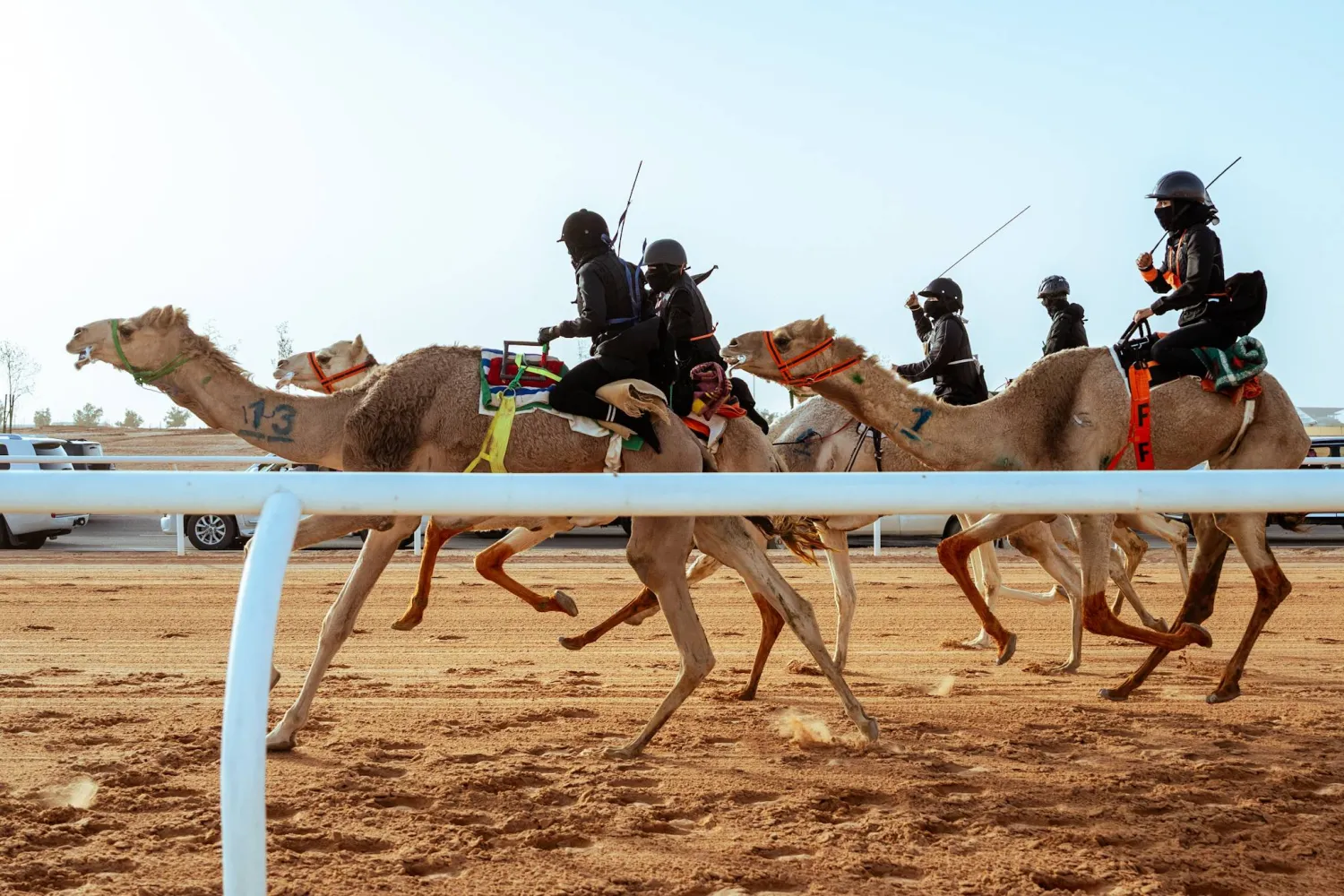 من سباق الهجانة لفئة السيدات (الشرق الأوسط)