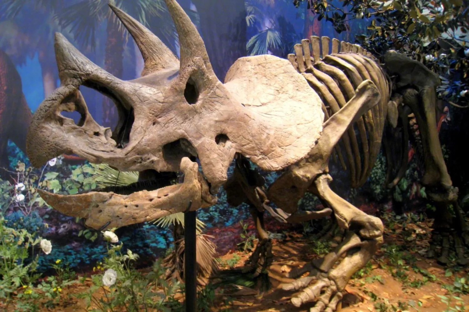 Triceratopslar, 2 metreden fazla boya ve 8 metrenin üzerinde uzunluğa ulaşabiliyordu (Carnegie Doğa Tarihi Müzesi)