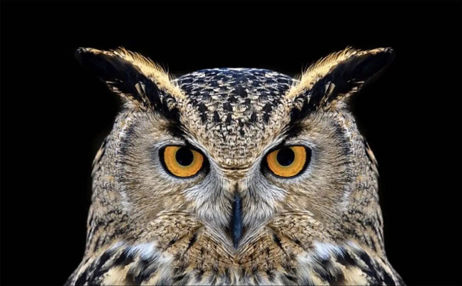 يعتقد الخبراء أن الناس ينقسمون إلى خمس فئات مختلفة لا فئتين فقط عندما يتعلق الأمر بأنماط نومهم