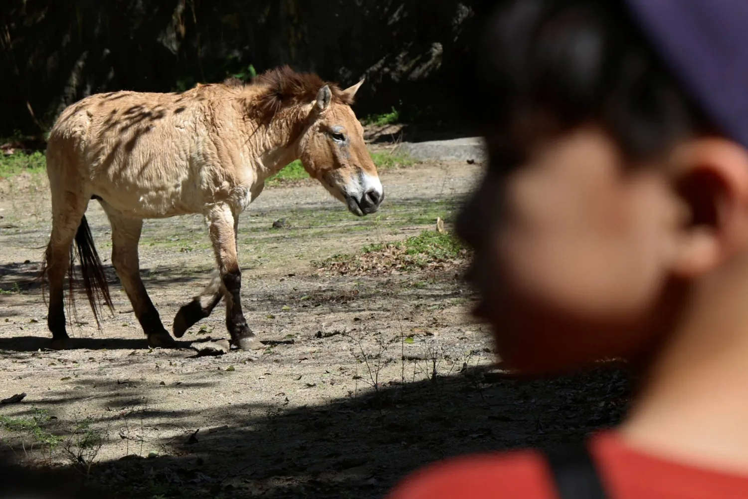 A Przewalski's horse, also known as the Mongolian wild horse, roams in its enclosure at Taipei Zoo in Taipei, Taiwan February 5, 2026. REUTERS/Tsai Hsin-Han