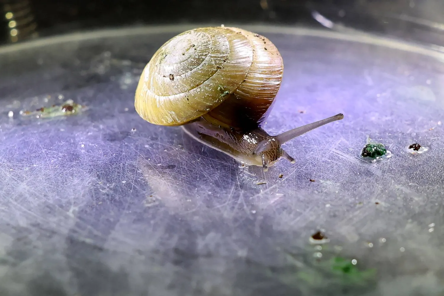 This photo taken on February 2, 2026 shows a greater Bermuda snail, which is part of a breeding program, sitting under a microscope at Chester Zoo in Chester, north-west England. (AFP)