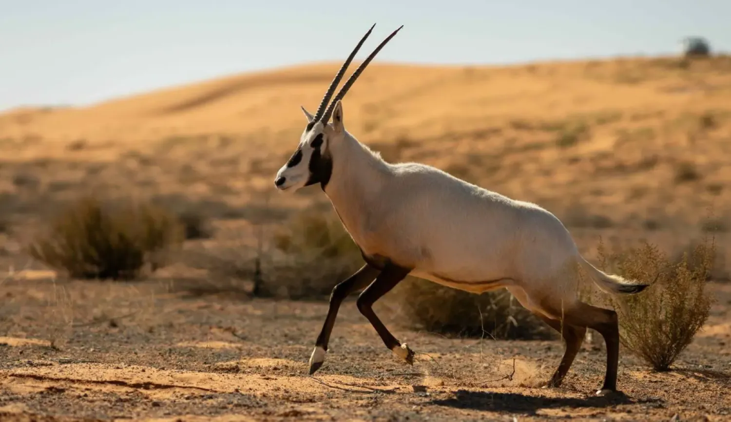 The releases carried out by the center over the past years included more than 80 priority wildlife species - SPA