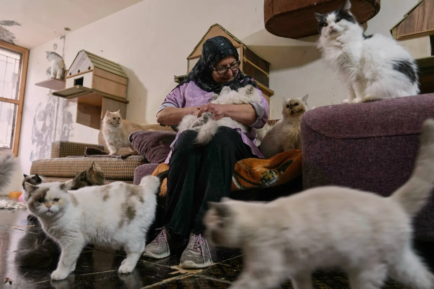 Diana Abadi, known as "the mother of cats," sits with felines waiting for adoption at her small pet food and plant shop in Hadath, in Beirut's southern suburbs known as Dahiyeh, in Lebanon, Saturday, Feb. 7, 2026. (AP Photo/Bilal Hussein)
