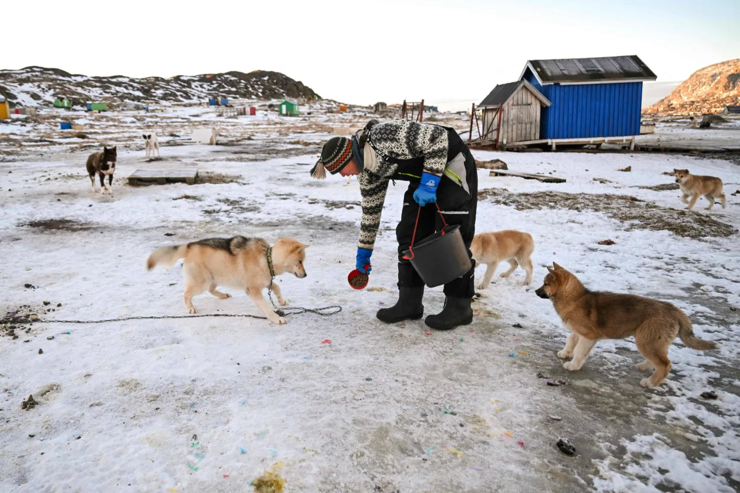 Musher Nukaaraq Lennert Olsen offers some dry food to his dogs after a ride near the "dog town" ofSisimiut, Greenland on January 31, 2026. (AFP)