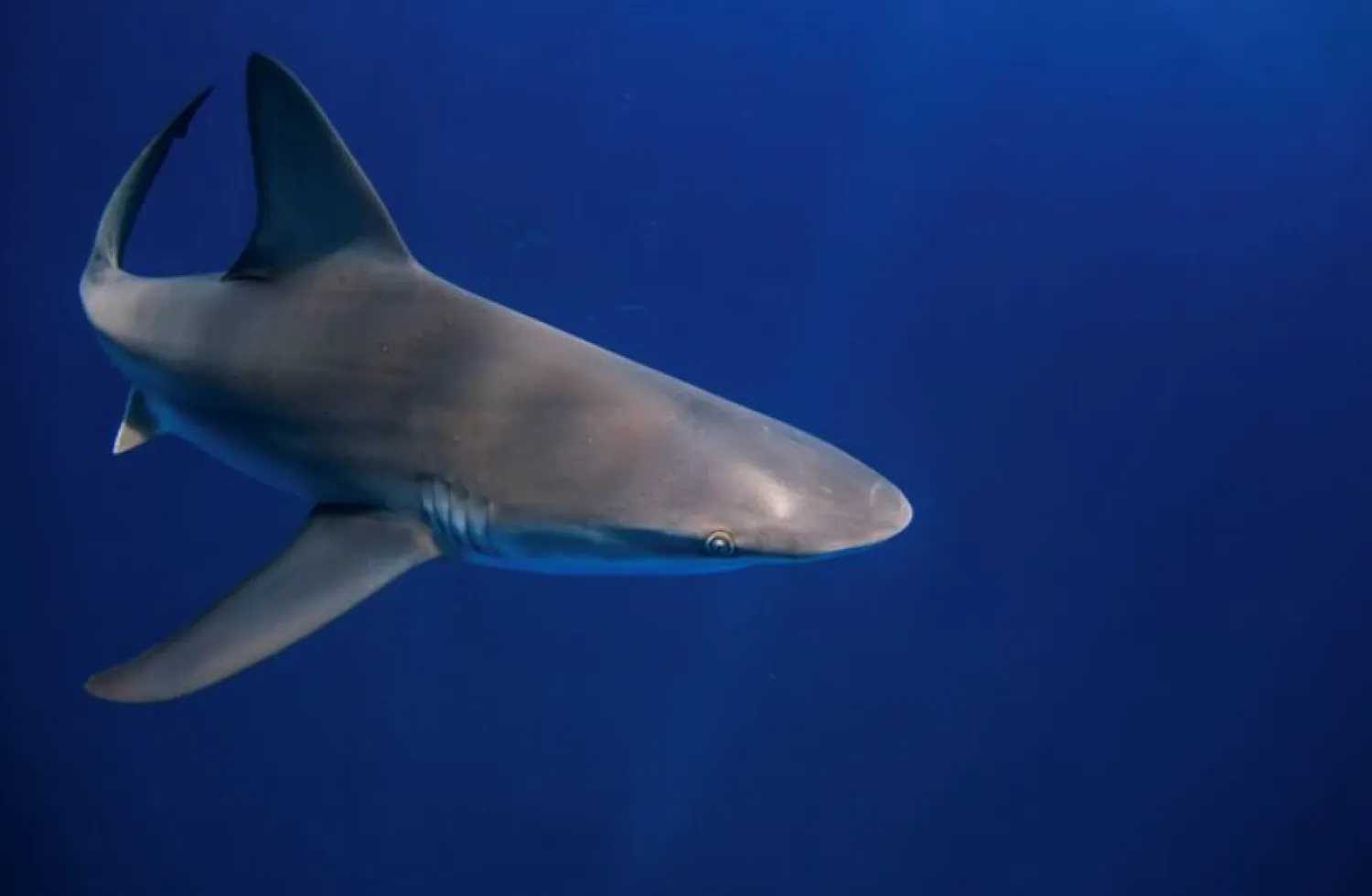 سمكة قرش تسبح في المياه (أرشيفية - رويترز)