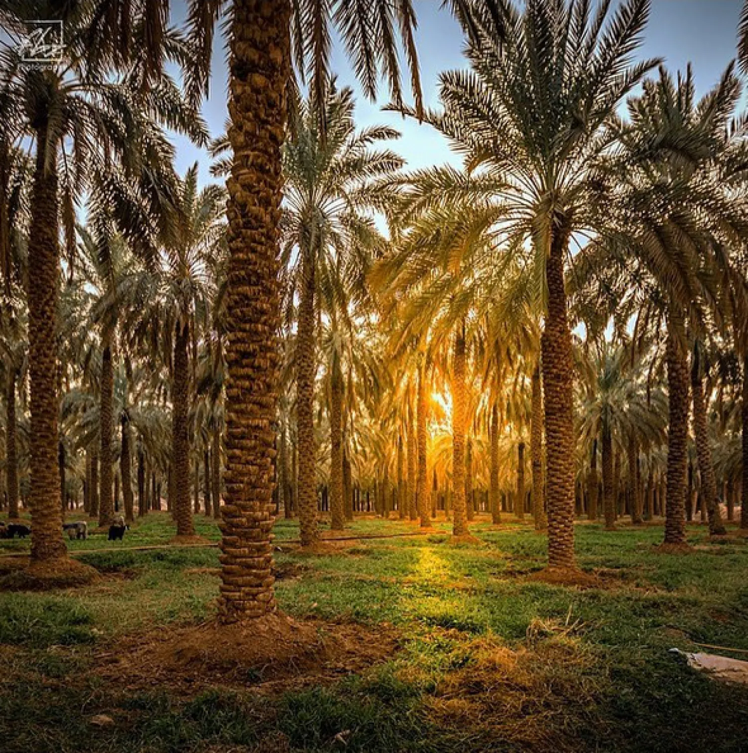 النشاط الزراعي في الدرعية شكّل الركيزة الأساسية لاقتصادات الدولة السعودية الأولى (وزارة السياحة)