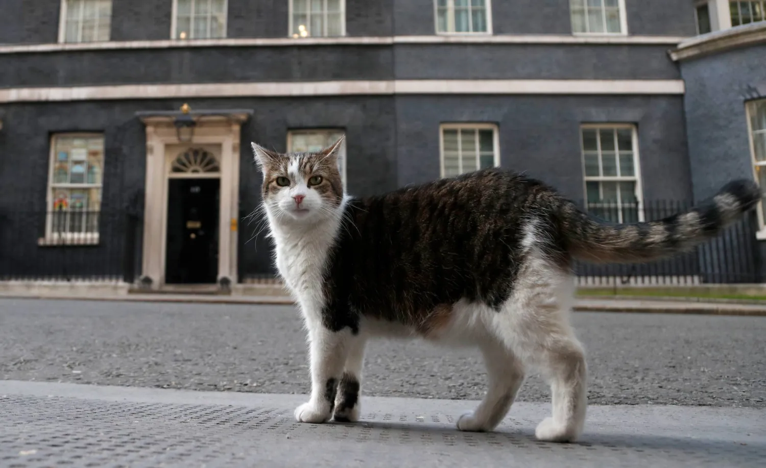Larry, the official 10 Downing Street cat walks outside 10 Downing Street before the nationwide Clap for Carers to recognise and support National Health Service (NHS) workers and carers fighting the coronavirus pandemic, in London, Thursday, May 21, 2020. (AP)