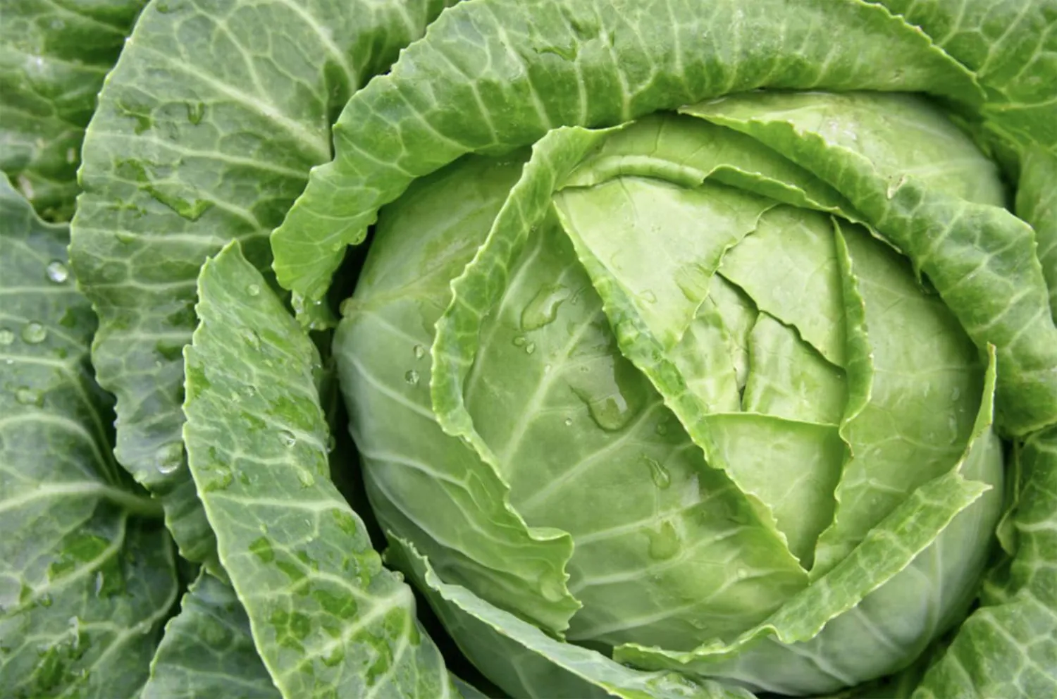 «الملفوف» قديم وغير عصري والآن أصبح رائجاً (غيتي)