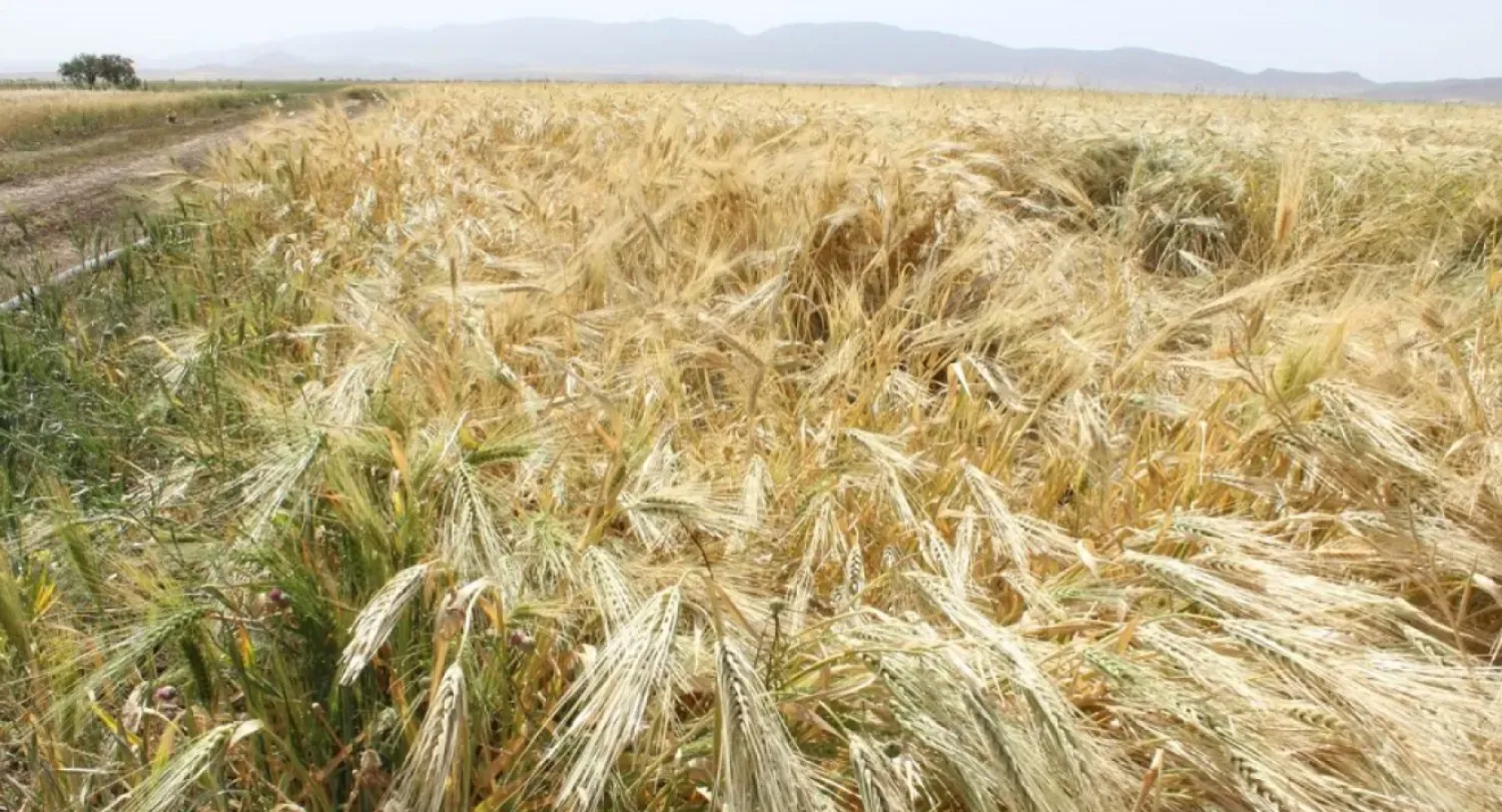 The previous harvest was 4.4 million tons, including 2.4 million tons of soft wheat (File Photo/AFP)