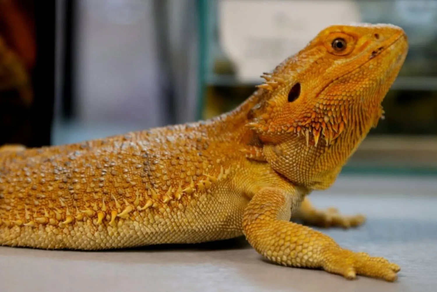 Investigators recovered 101 Australian reptiles from parcels destined for Hong Kong, South Korea, Sri Lanka and Romania. (AFP file)