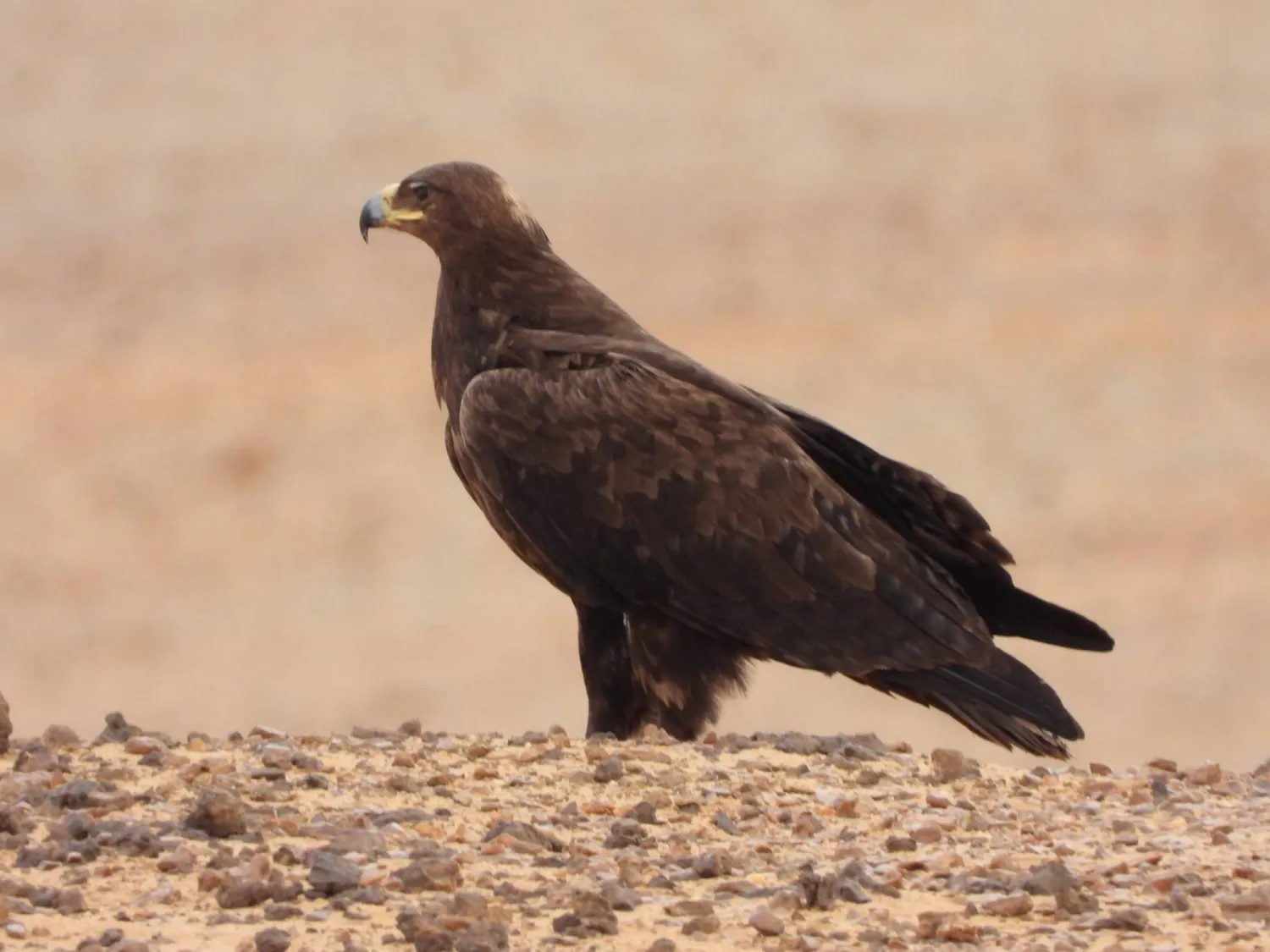 تضم المحمية منطقة رئيسية للتنوع البيولوجي معترفاً بها دولياً وفق المعايير الخاصة بالطيور (واس)