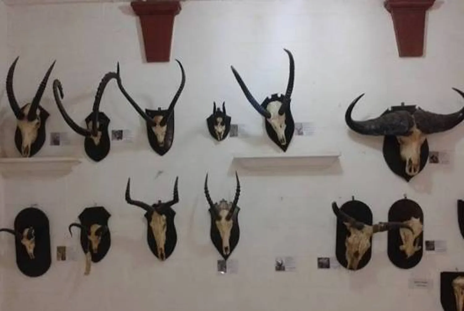 Skulls of several mammals before the destruction (Asharq Al-Awsat)