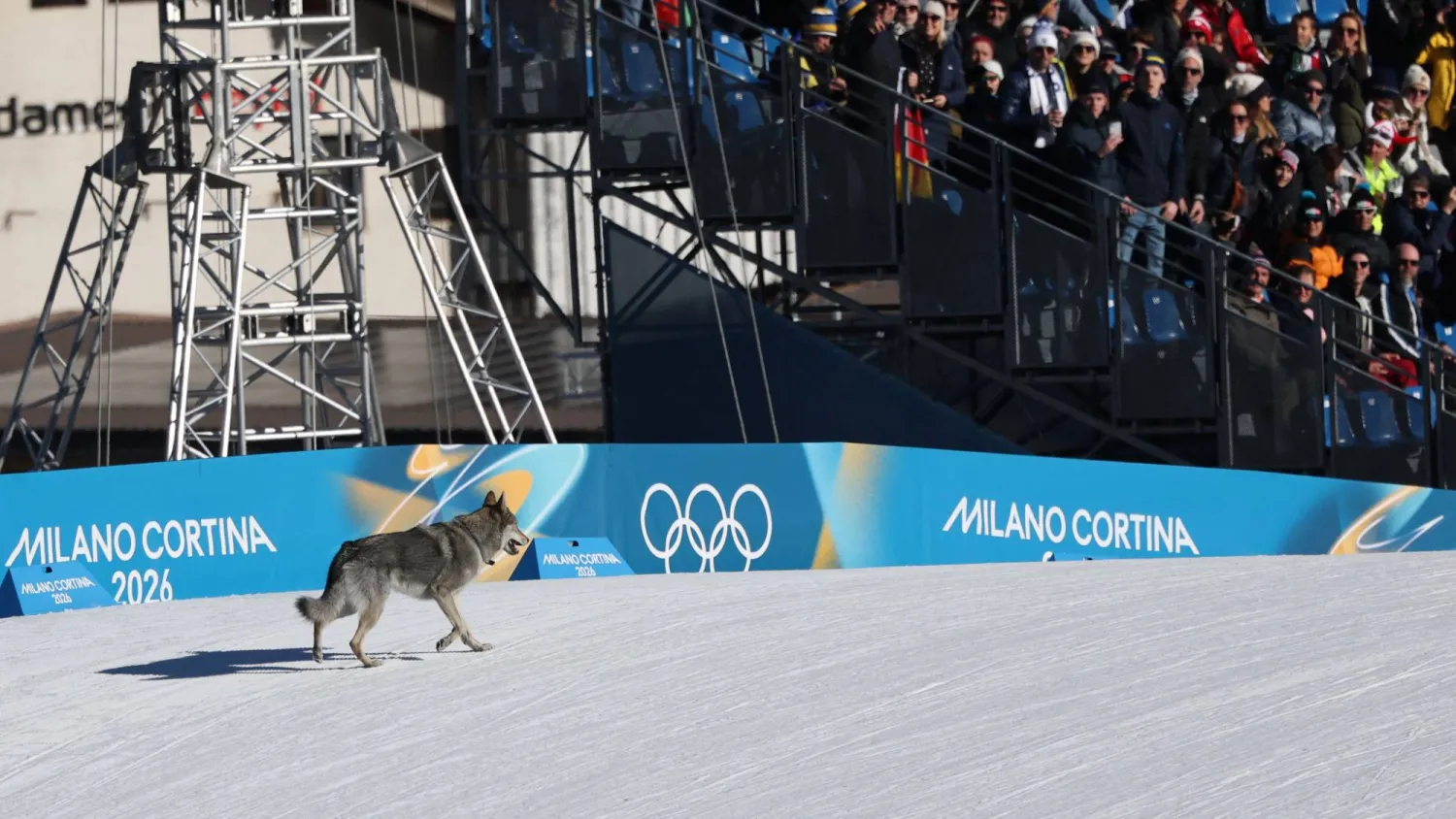 A dog wanders on the ski trail during the women's team cross country free sprint qualification event of the Milano Cortina 2026 Winter Olympic Games at Tesero Cross-Country Skiing Stadium in Lago di Tesero (Val di Fiemme), on February 18, 2026. (Photo by Anne-Christine POUJOULAT / AFP)