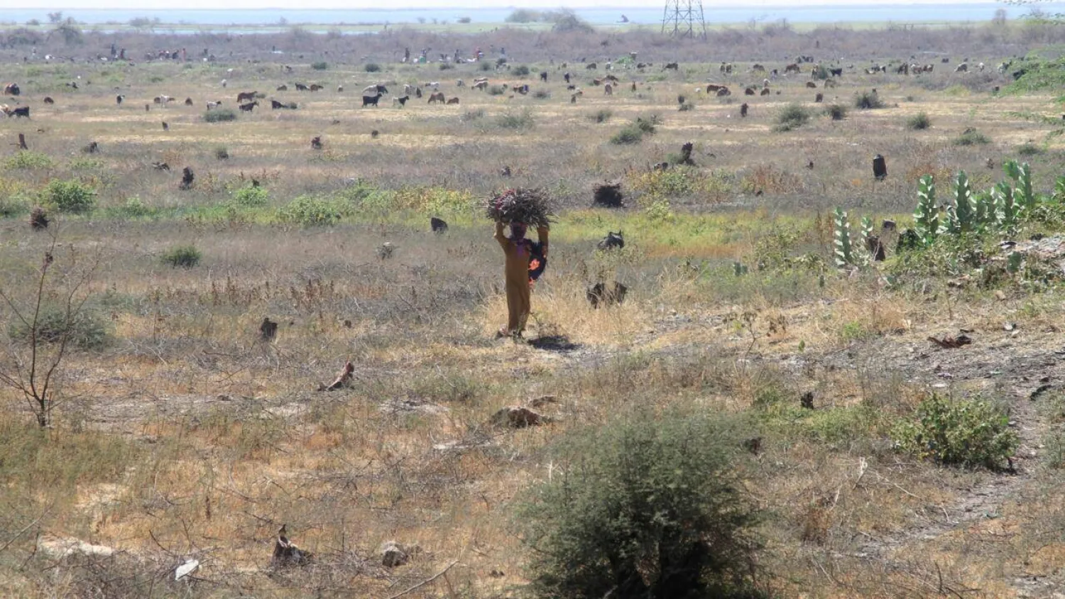 Little is left of the once sprawling acacia forest south of Sudan's capital. Ebrahim Hamid / AFP
