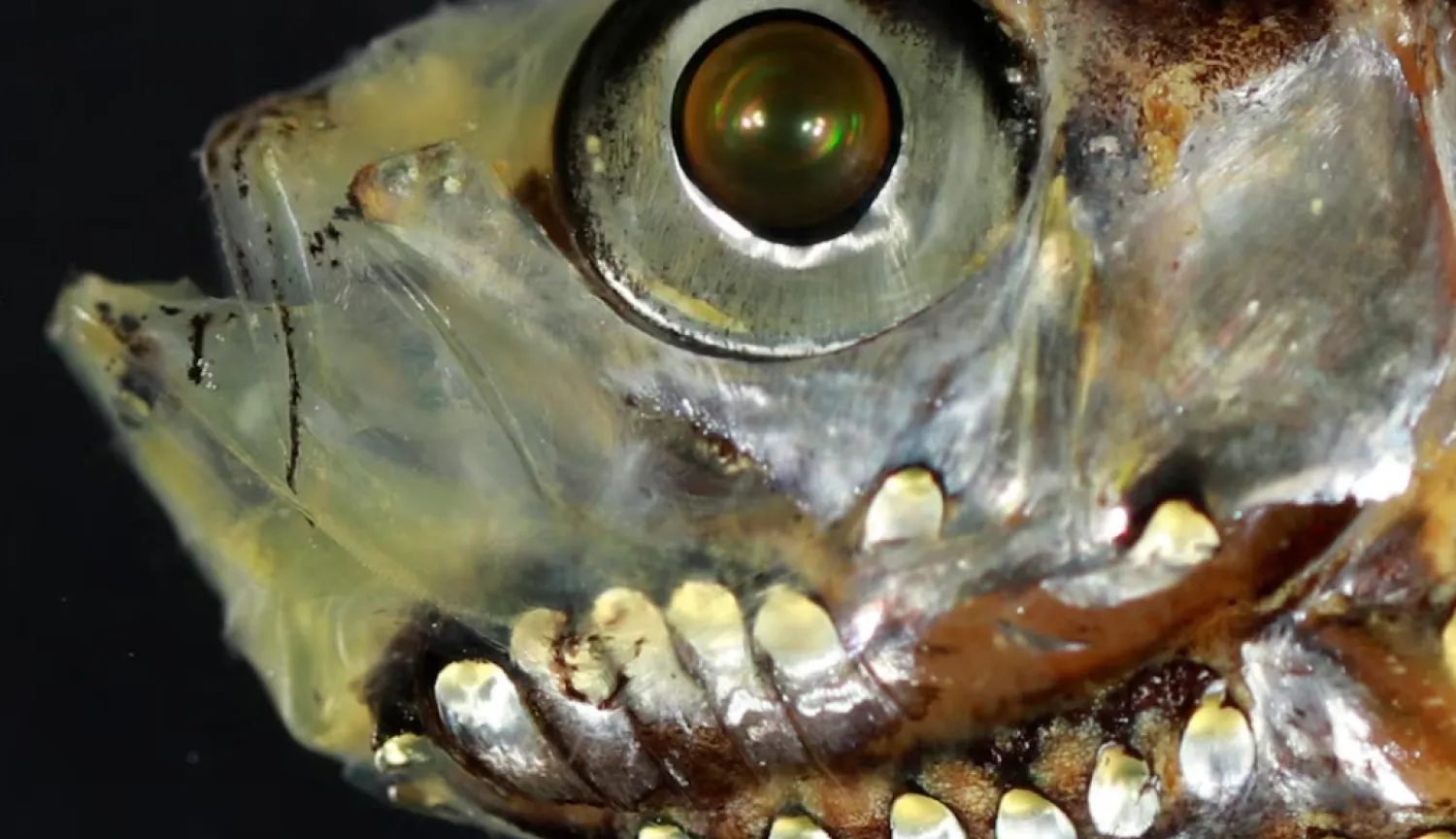A close-up showing the shiny silver-green photophores (light organs) on the lower head of the deep-sea fish Maurolicus muelleri from the Red Sea, seen in this photograph released on February 11, 2026. Dr. Wen-Sung Chung/Handout via REUTERS