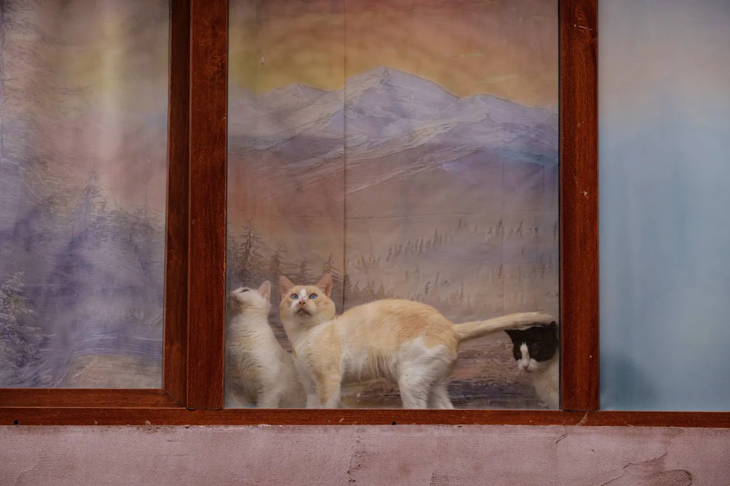 قطتان تظهران أمام ستارة نافذة عليها رسمة منظر طبيعي في بوخارست (أ.ب)