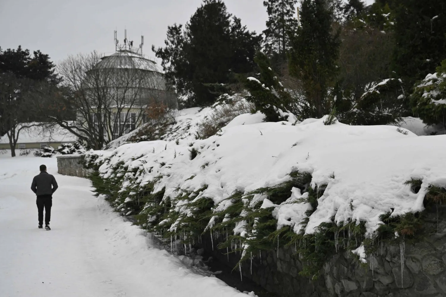 A man walks past snow-covered plants at the Gryshko National Botanical Garden of the National Academy of Sciences of Ukraine in Kyiv on February 11, 2026, amid the Russian invasion of Ukraine.  (Photo by Genya SAVILOV / AFP) 