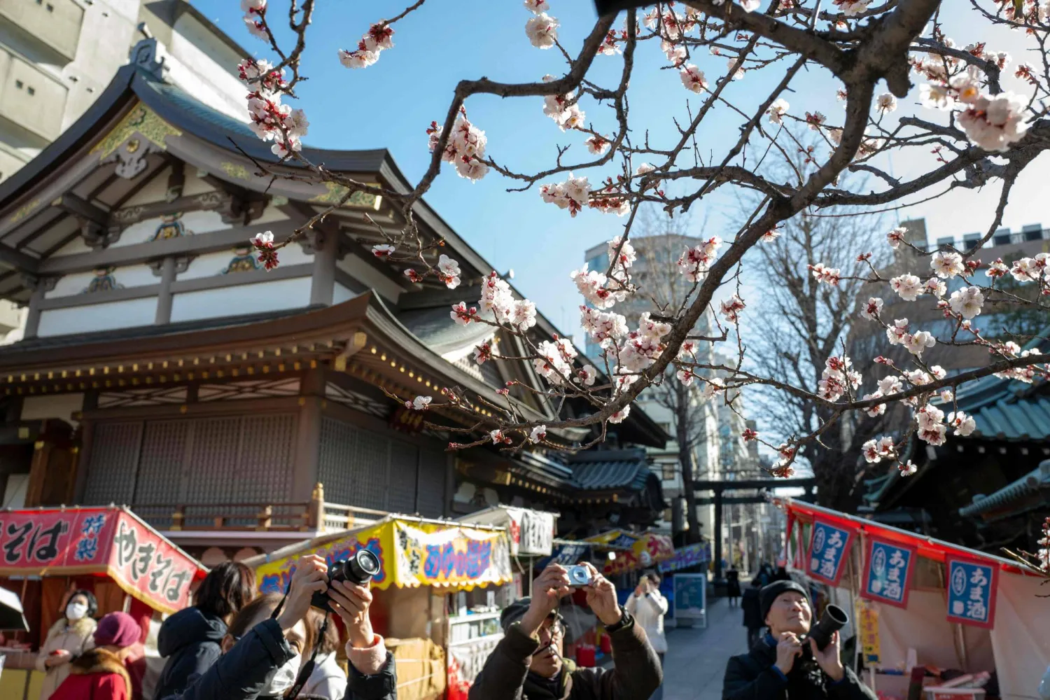 زوار يلتقطون صوراً لأزهار البرقوق المتفتحة في ضريح يوشيما تينجين في طوكيو (أ.ف.ب)