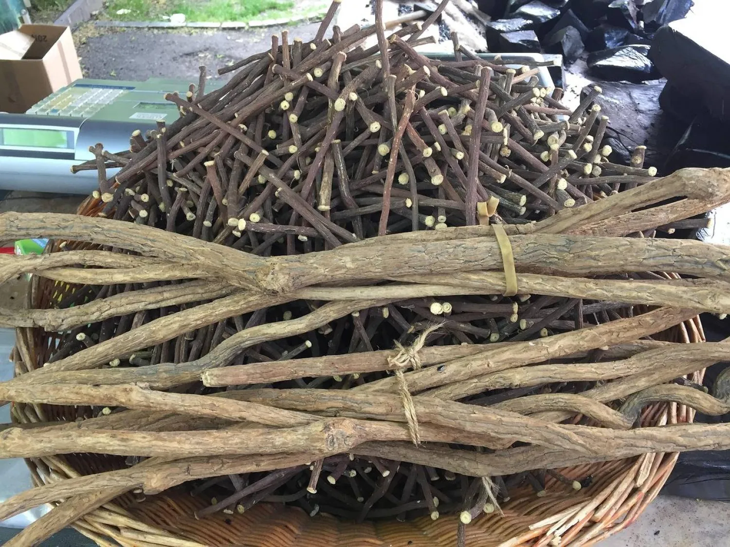 ما فوائد شرب عرق السوس يومياً؟