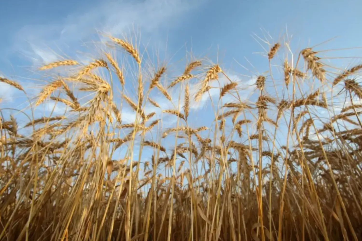 Mature spring wheat awaits harvest on a farm near Beausejour, Manitoba, Canada August 20, 2020. REUTERS/Shannon VanRaes/File Photo
