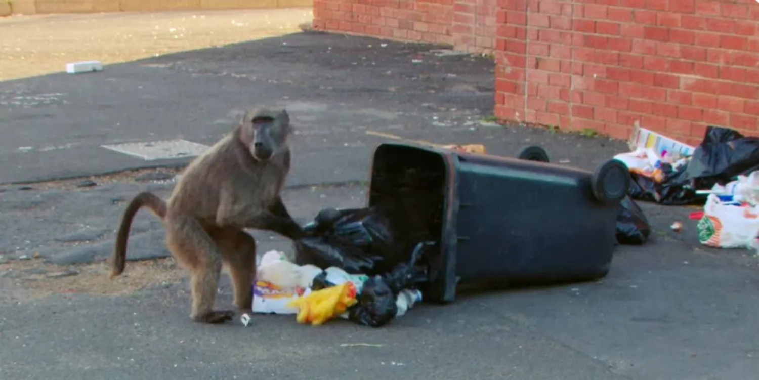 لقطة من فيديو تُظهر قرداً وهو يبحث عن الطعام داخل برميل نفايات