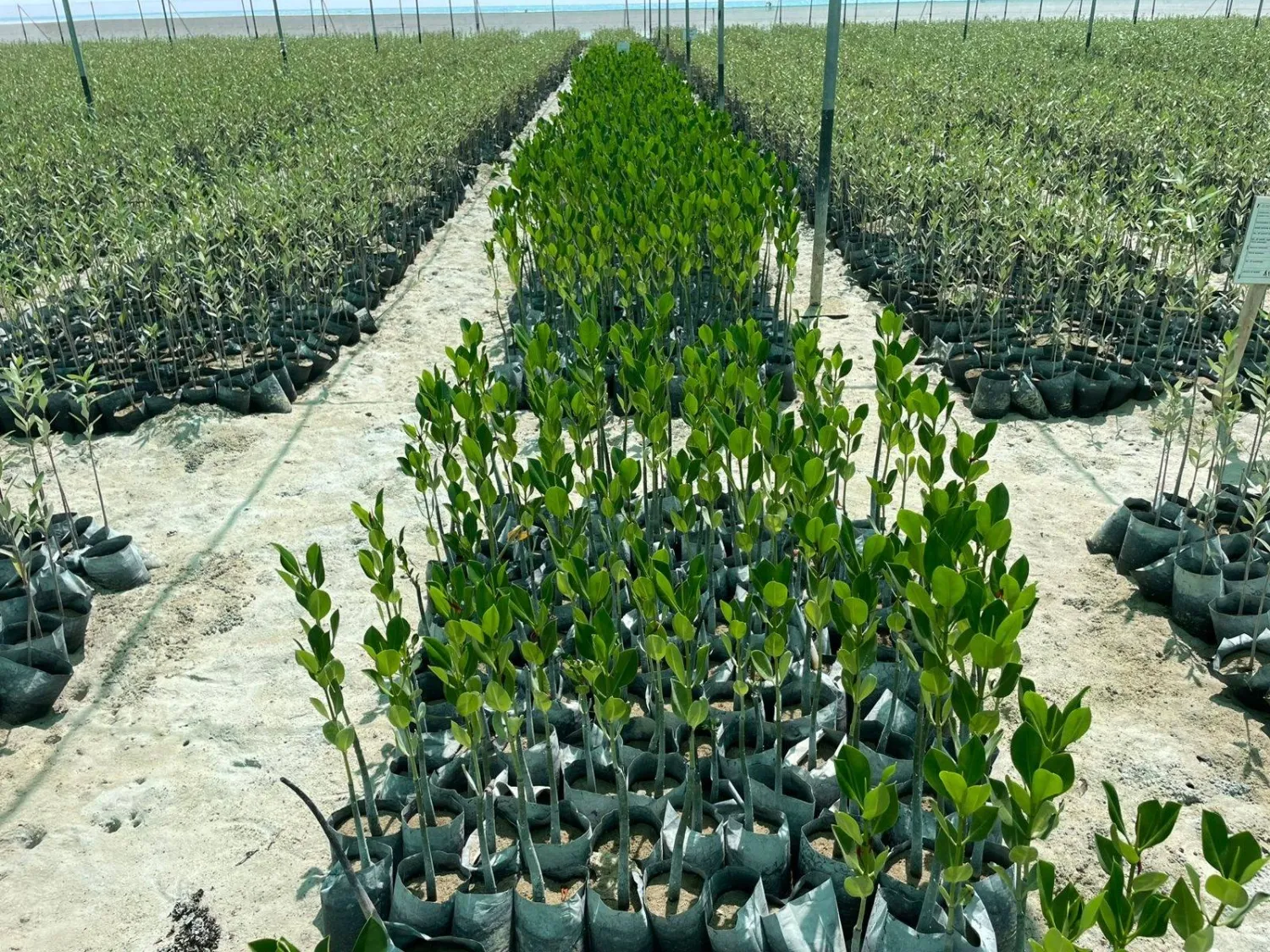 إتمام زراعة أكثر من 5 آلاف شتلة من أشجار المانغروف الحمراء النادرة في «بحيرة الوجه» (البحر الأحمر)