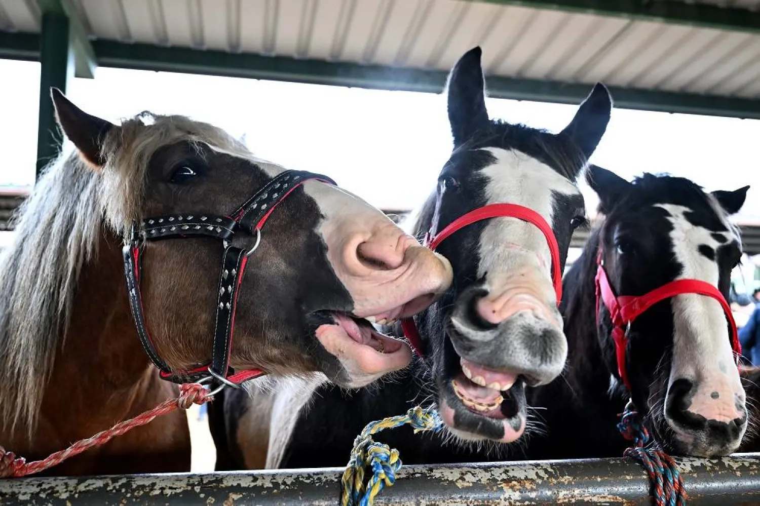 Horses are prepared for sale at Skaryszew's Horse Market in Skaryszew, east-central Poland, 23 February 2026. (EPA)