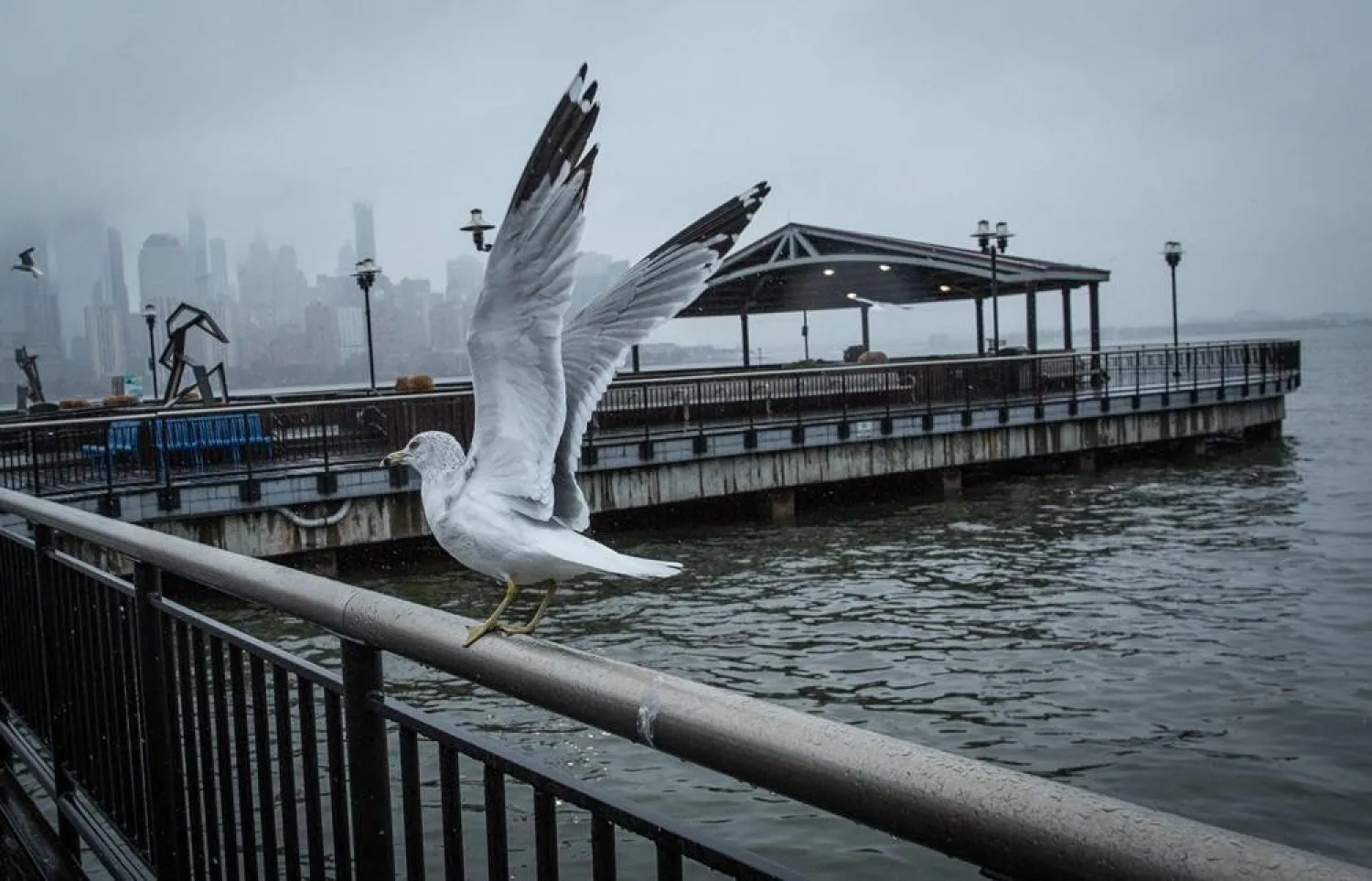 Seagulls fly along the Hudson River while snow falls on February 22, 2026 in Jersey City, New Jersey. (Getty Images/AFP)