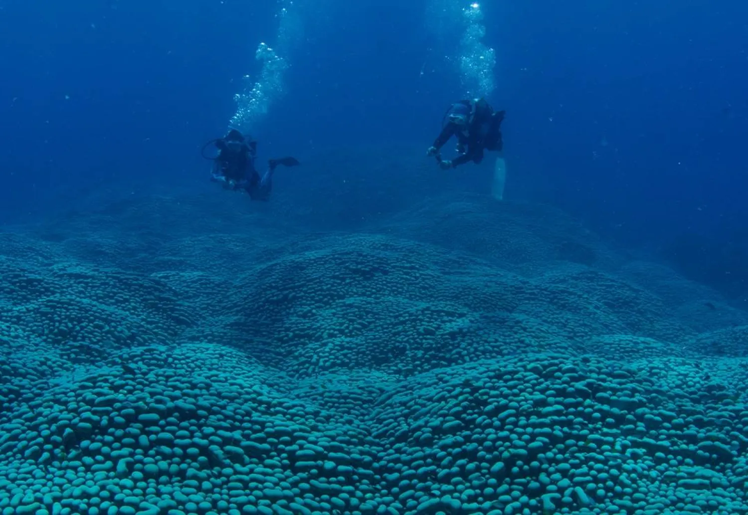 صوفي كالكوفسكي بوب ووالدتها جان بوب تغوصان لاستكشاف المستعمرة (منظمة «مواطنو الشعاب المرجانية»)