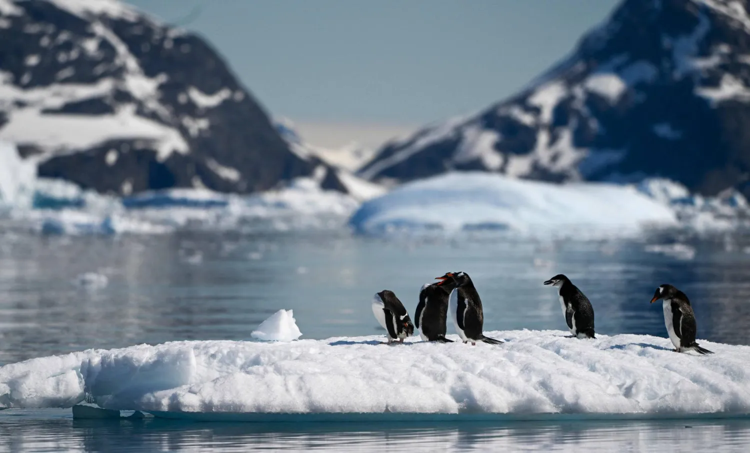 View of a chinstrap (Pygoscelis antarcticus) and gentoo (Pygoscelis papua) penguins at the Gerlache Strait, which separates the Palmer Archipelago from the Antarctic Peninsula, on January 15, 2024. (AFP)