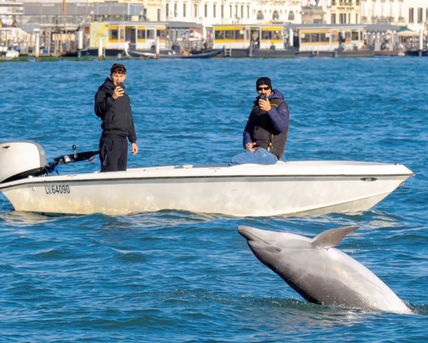 The dolphin named Mimmo swims in the San Marco Basin, amid growing concerns about the impact of tourism on marine life, in Venice (Reuters) 