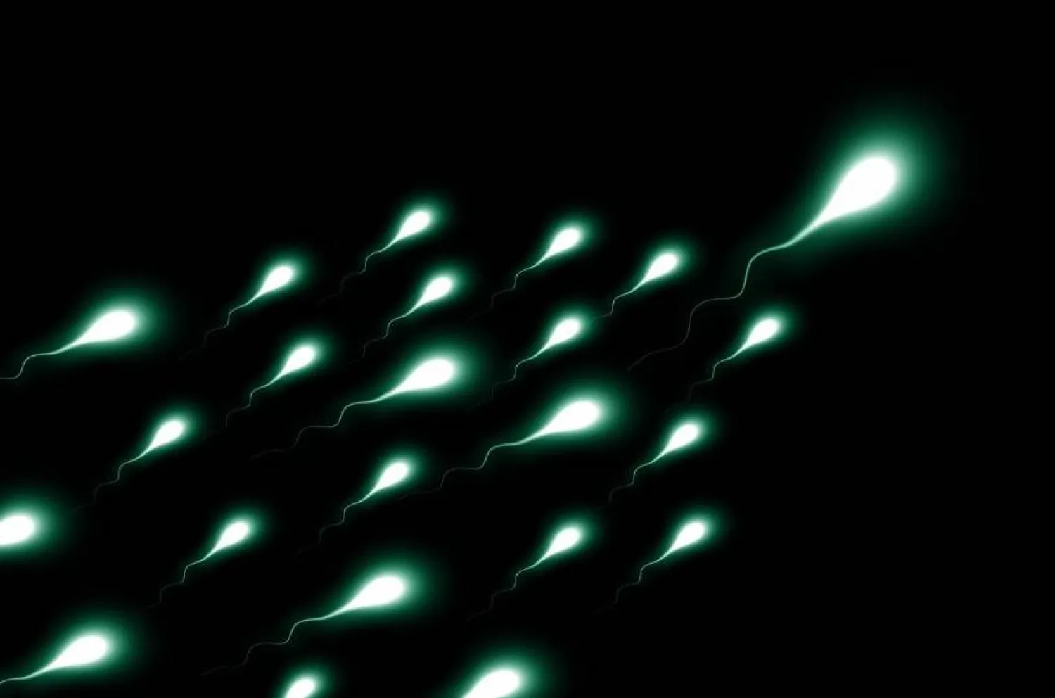 تصوير رمزي لحركة الحيوانات المنوية (بكساباي)