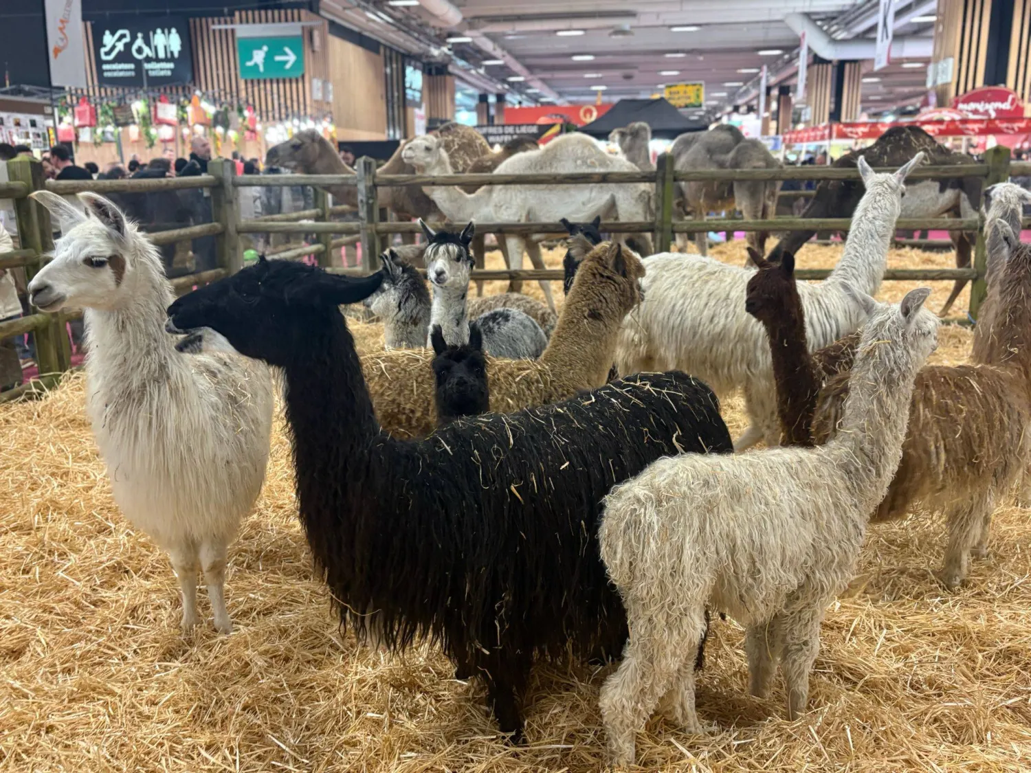 حيوانات تجتذب الصغار (الشرق الأوسط)