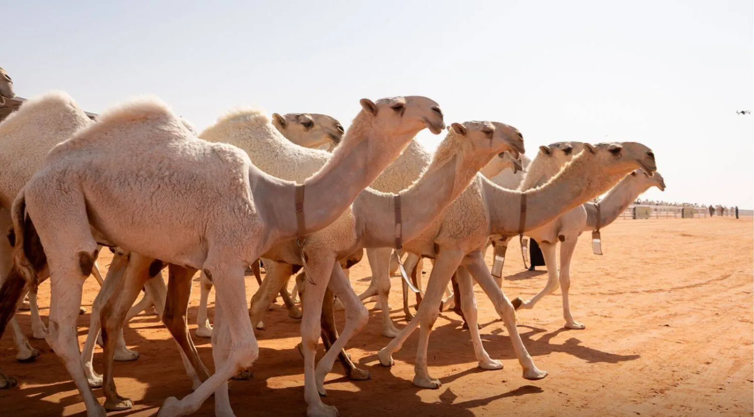من منافسات مهرجان الملك عبد العزيز للهجن الذي أقيم مؤخراً في الرياض (نادي الإبل)