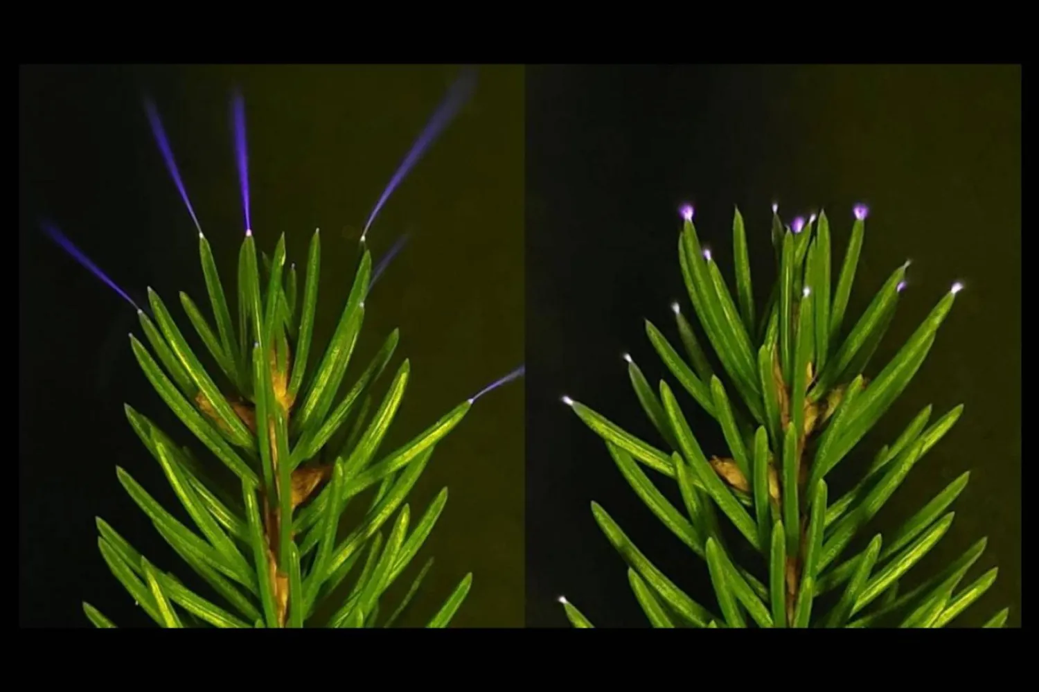 Laboratuvarda yüklü metal plakalar kullanılarak ladin ağaçlarında ışık huzmeleri oluşturuldu (William Brune)