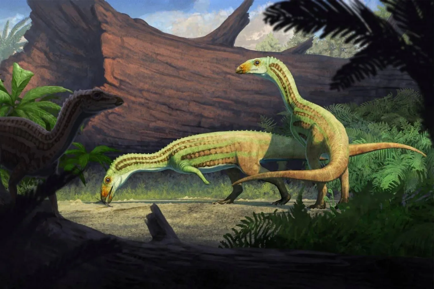 Artık Petrified Forest Ulusal Parkı olan bölgede, 215 milyon yıl önce Sonselasuchus cedrus'un yaşadığı çevrenin sanatçı gözünden tasviri (Gabriel Ugueto)