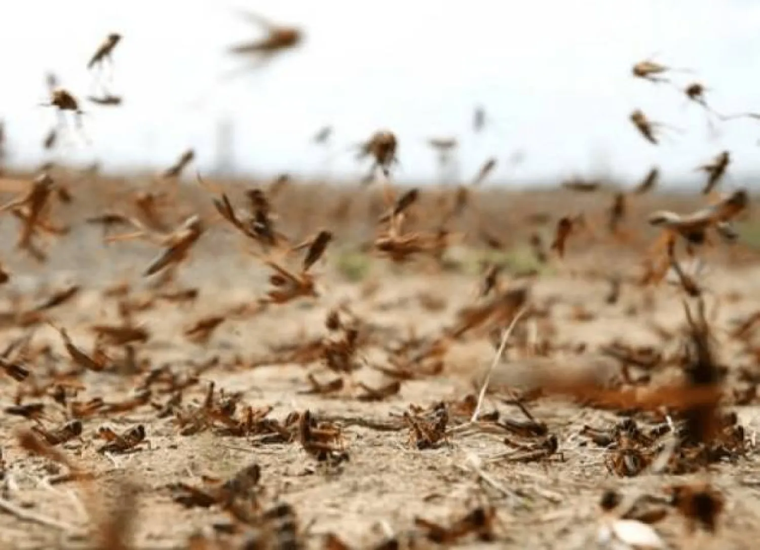 استعدادات في الجزائر للتصدي لغزو الجراد (الإذاعة الحكومية الجزائرية)