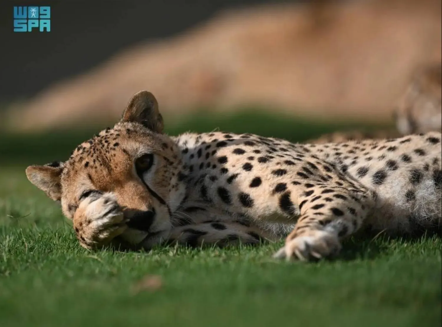 The NCW says it is focused on enhancing wildlife management efficiency. SPA