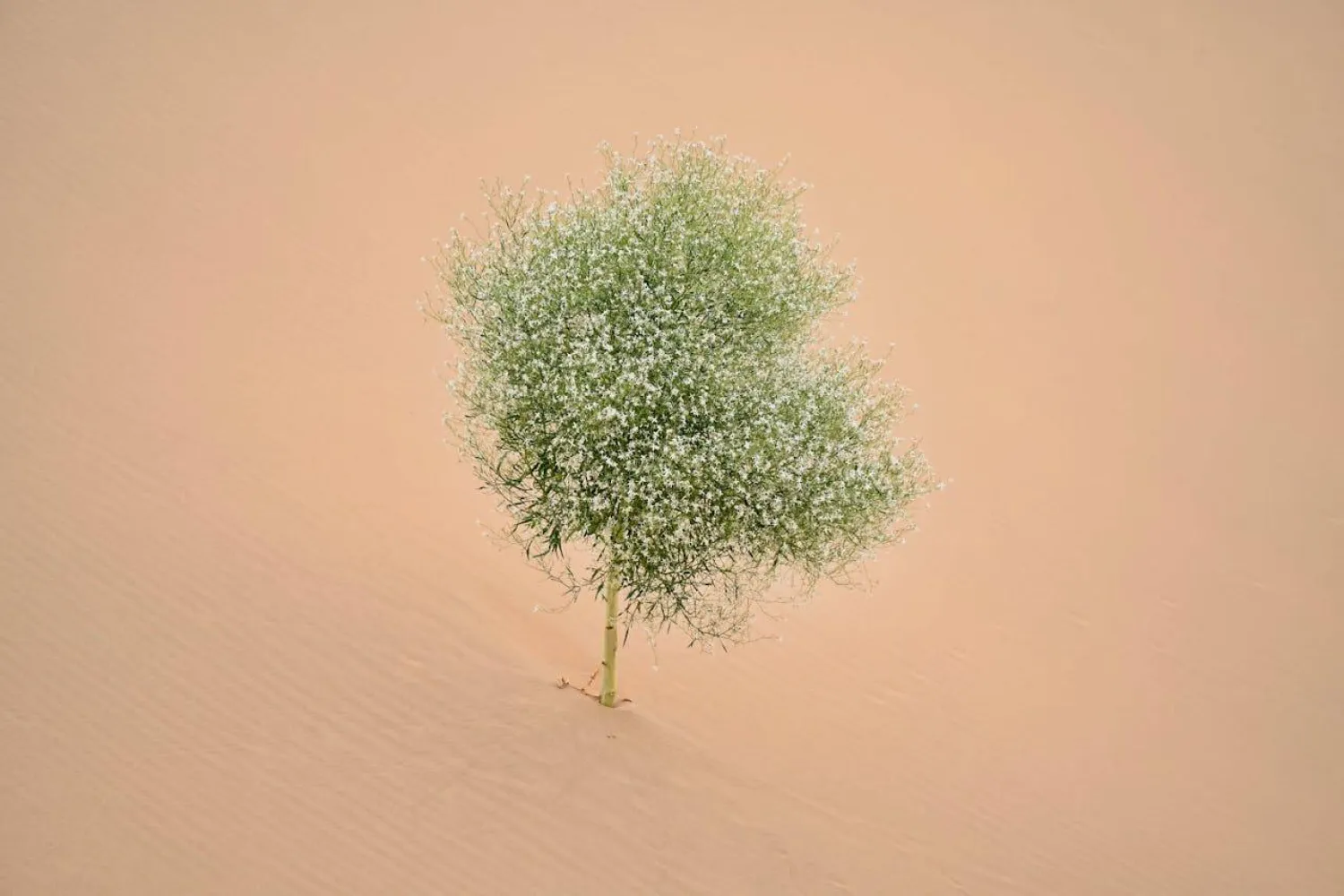 يعود استخدام جذر الناردين بوصفه مهدئاً إلى اليونان وروما القديمتين