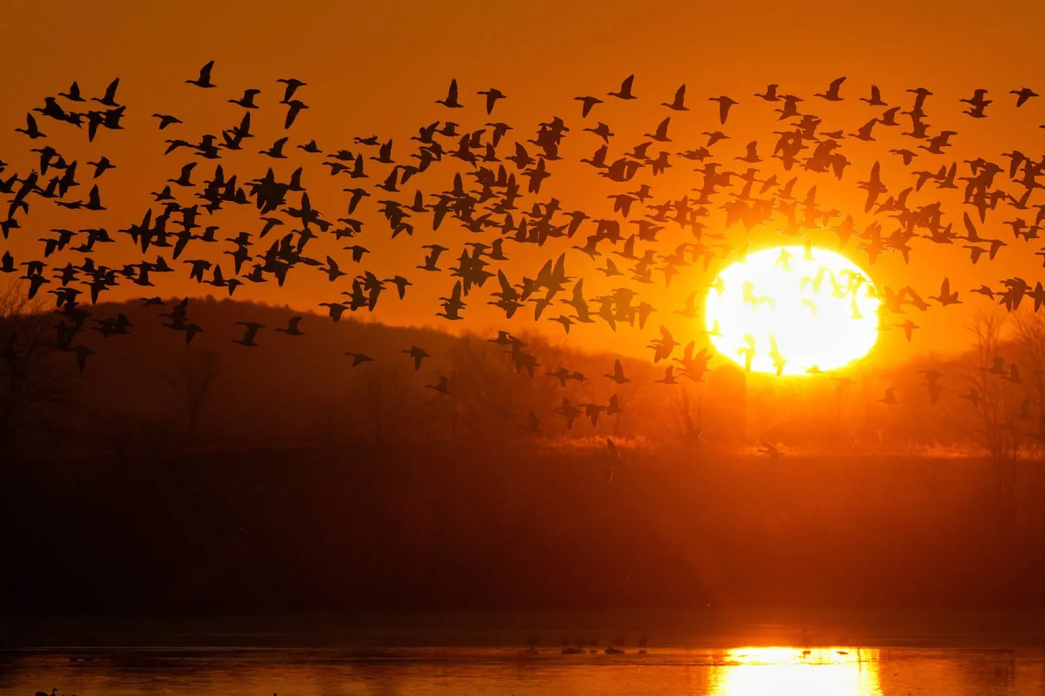 Snow geese take to the sky at sunrise after a stopover at the Middle Creek Wildlife Management Area, Monday, March 9, 2026, in Kleinfeltersville, Pa. (AP Photo/Robert F. Bukaty)