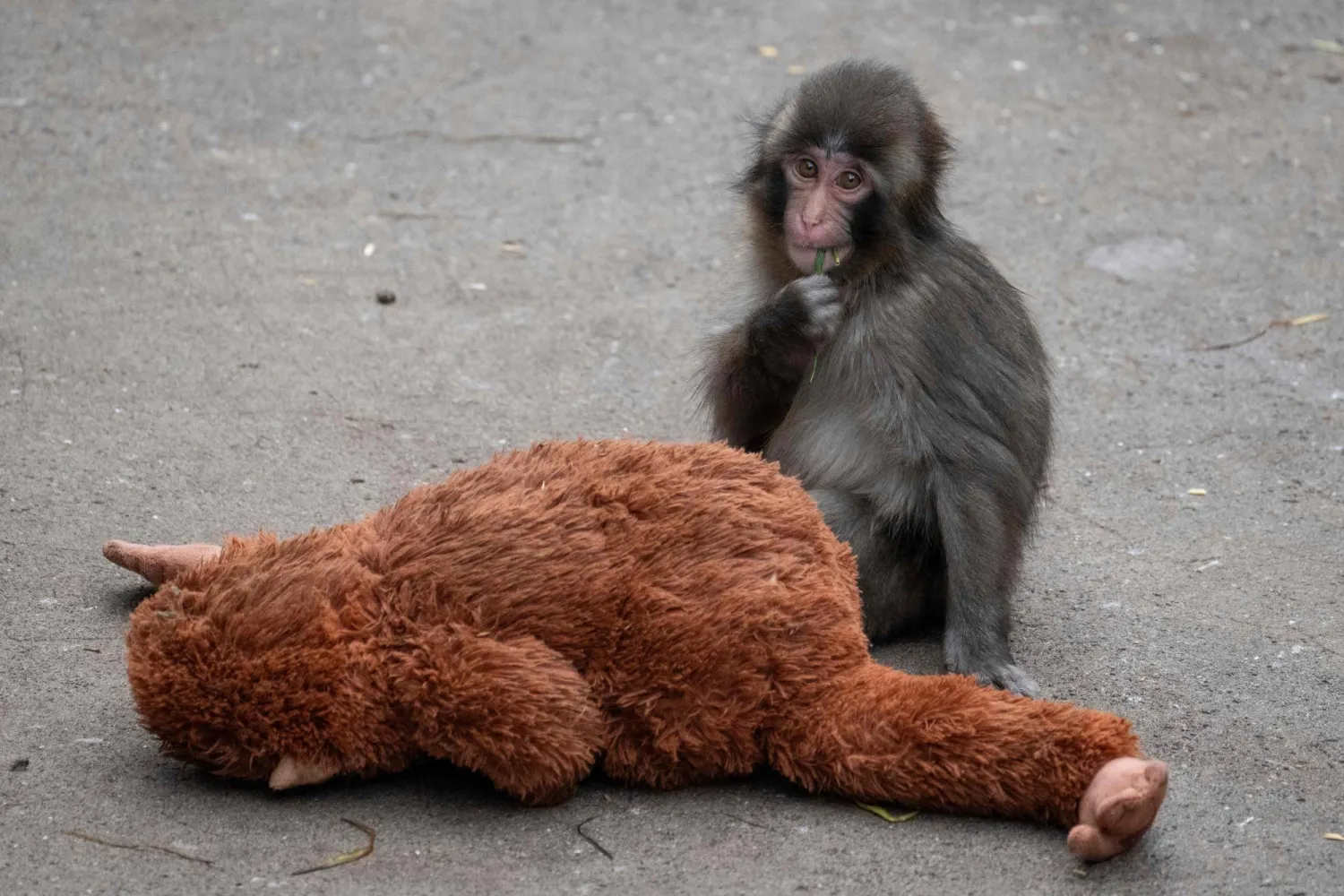 A seven month-old male Japanese macaque monkey named Punch, who was abandoned by his mother shortly after birth, sits with a stuffed orangutan toy at Ichikawa City Zoo and Botanical Gardens in Ichikawa, Chiba Prefecture on March 18, 2026. (Photo by Yuichi YAMAZAKI / AFP)
