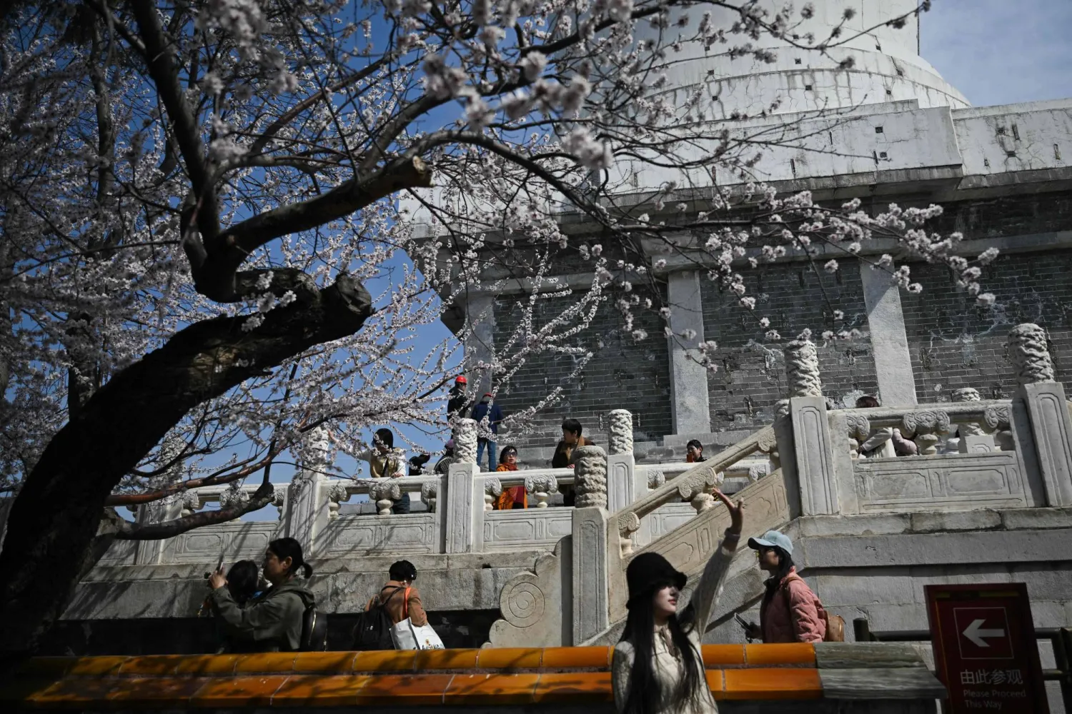 سيدة تلتقط صورة مع بداية تفتح الأزهار في إحدى الحدائق بالعاصمة الصينية بكين (أ.ف.ب)