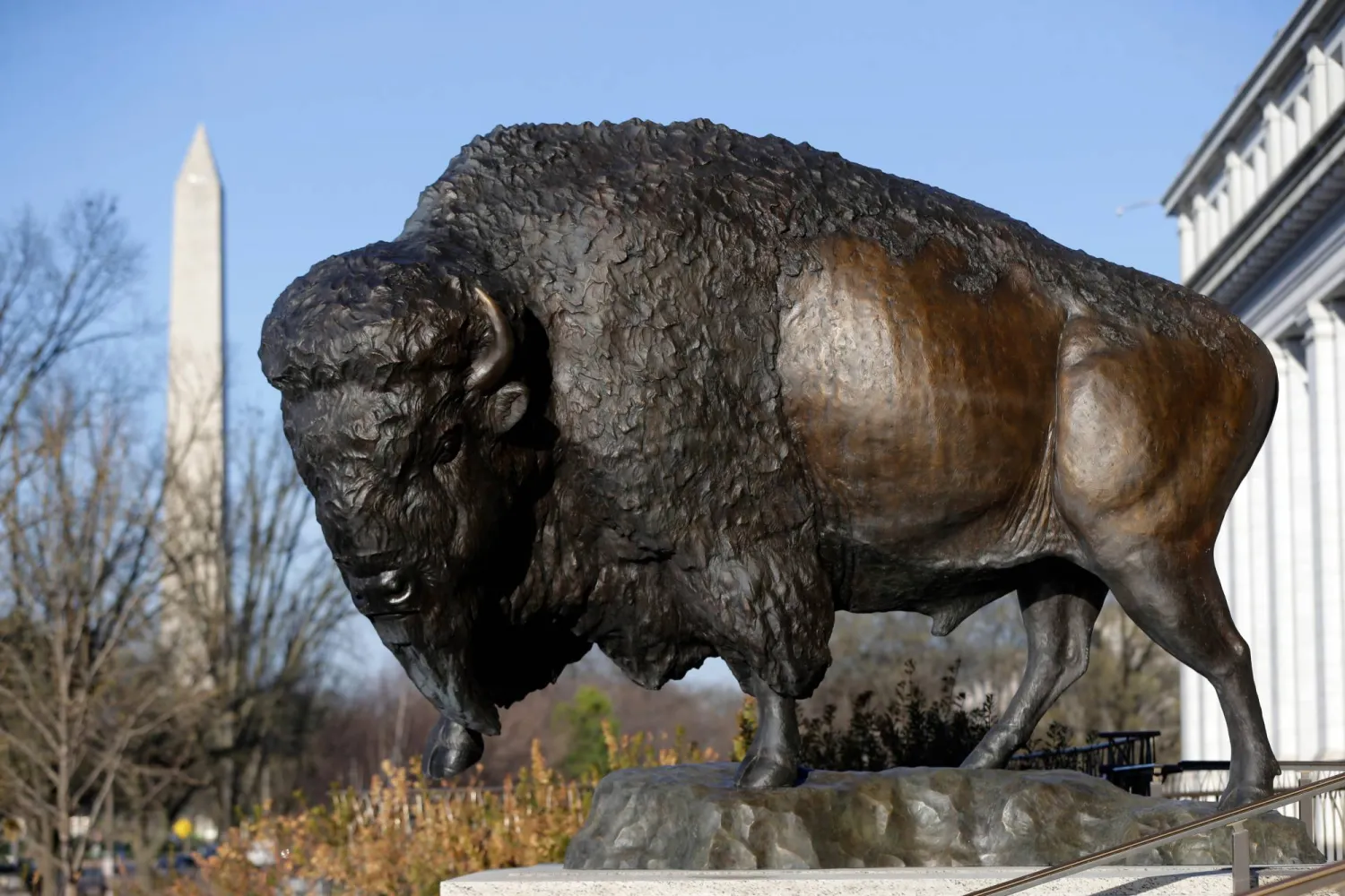 Bison statues cast in bronze are on permanent display outside the Smithsonian's National Museum of Natural History, Friday, March 20, 2026, in Washington. The Washington Monument is in the background. (AP Photo/Rahmat Gul)
