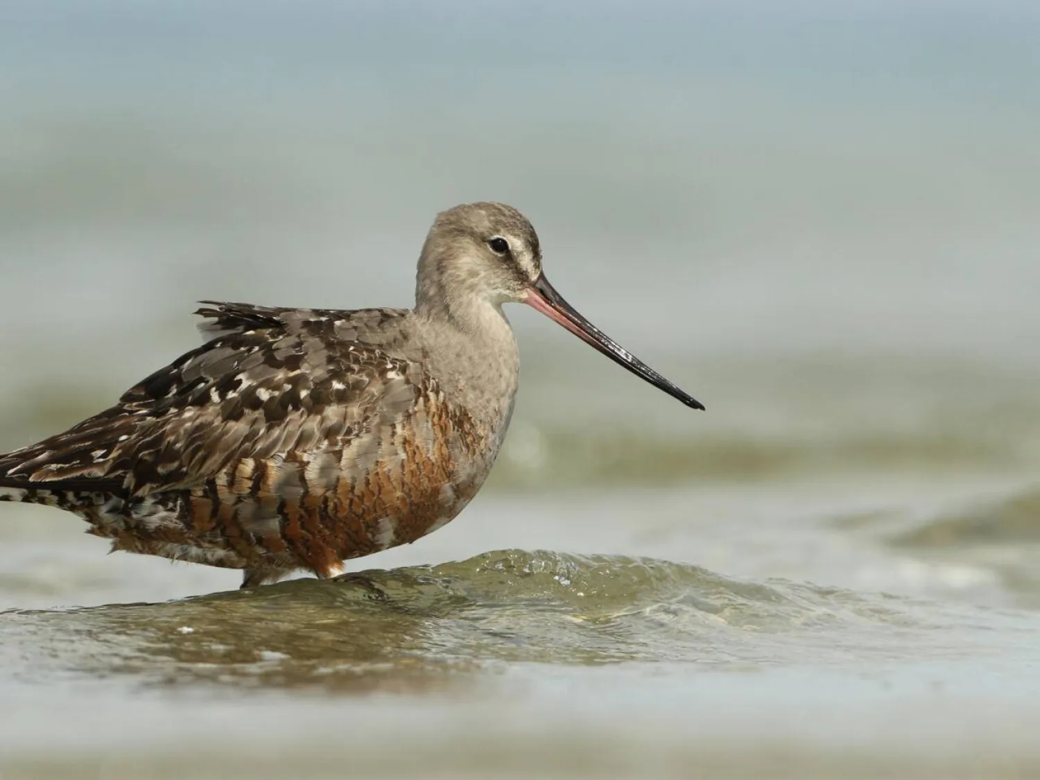 The Hudsonian godwit (Limosa haemastica) is one of the world's most remarkable travelers, but its population has plunged 95 percent in four decades due to a complex mix of environmental changes across multiple countries. Luke Seitz / Cornell Lab of Ornithology/AFP
