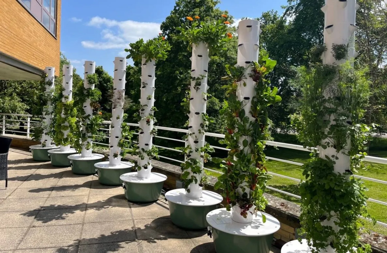 الحدائق العمودية تعتمد على زراعة النباتات بشكل رأسي (جامعة ساري)